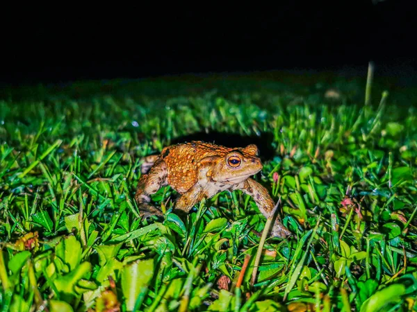 Een groene kikker 's nachts — Stockfoto