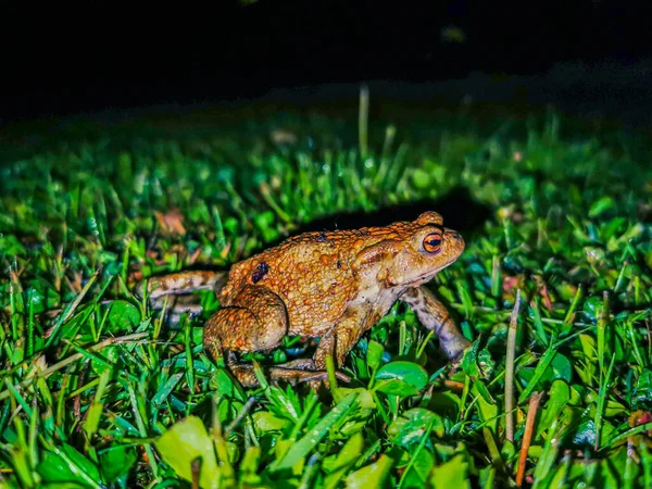 A green frog at night — Stock Photo, Image