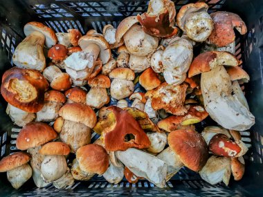 Sonbaharın ürünleri - Boletus yabani mantar sepeti