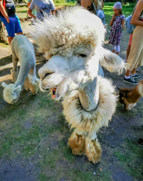 Alpaca Funny Haircut Relative Llama Looking Laughs Camera — Stock Photo, Image