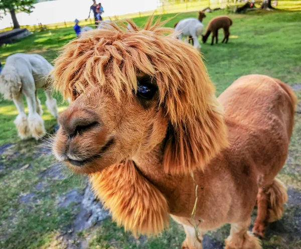 stock image An alpaca with a funny haircut, a relative of the llama looking straight to the camera