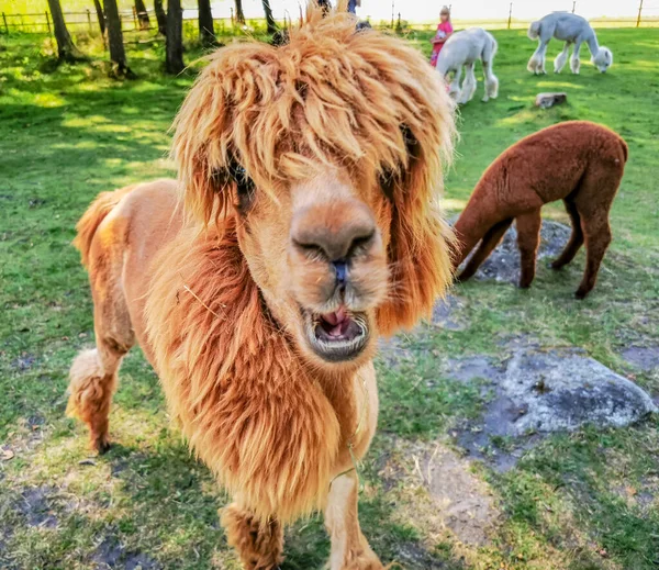 Alpaca Funny Haircut Relative Llama Looking Straight Camera — Stock Photo, Image