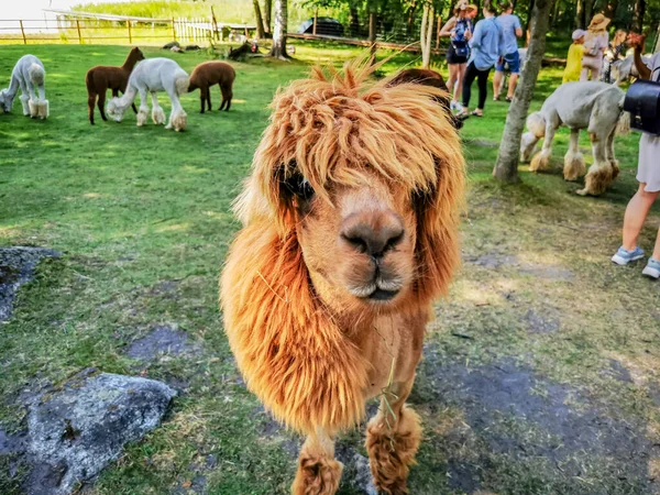 Alpaca Funny Haircut Relative Llama Looking Straight Camera — Stock Photo, Image