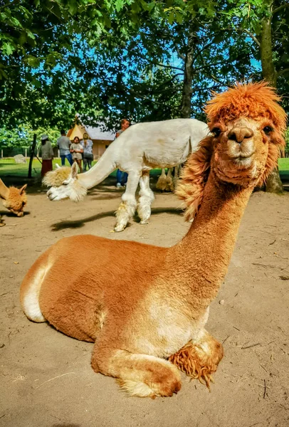 Alpaca Funny Haircut Relative Llama Lying Dirt — Stock Photo, Image