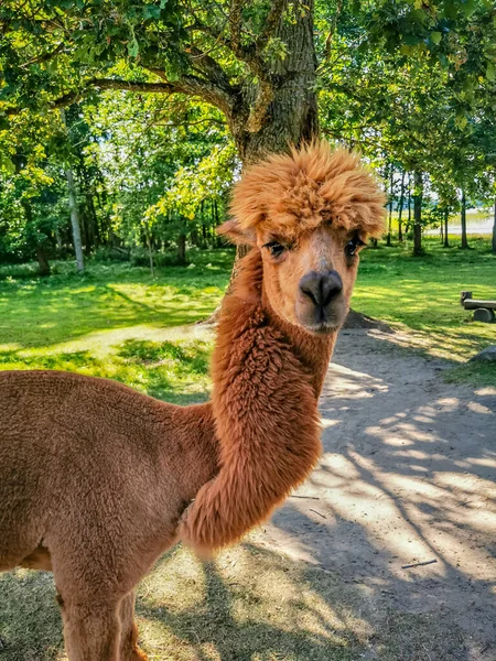 Alpaca Funny Haircut Relative Llama Looking Straight Camera — Stock Photo, Image