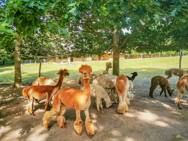 Alpacas Funny Haircut Relative Llama Farm — Stock Photo, Image
