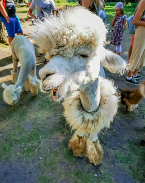 An alpaca with a funny haircut, a relative of the llama laughs to camera — Stock Photo, Image