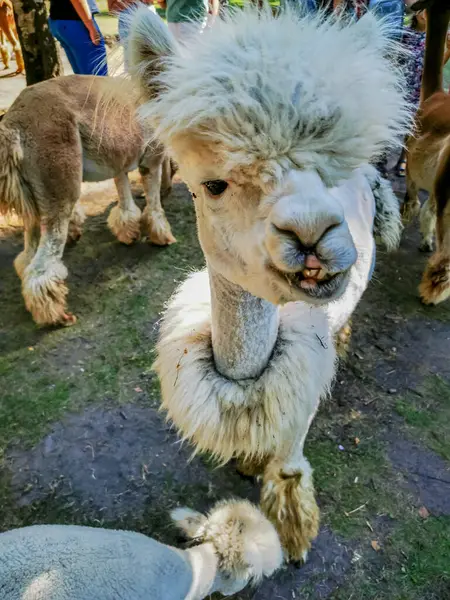 Uma alpaca com um corte de cabelo engraçado, um parente do lama sorrindo para a câmera — Fotografia de Stock