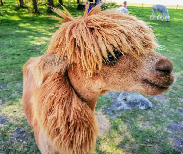 An alpaca with a funny haircut, a relative of the llama looking to camera — Stock Photo, Image