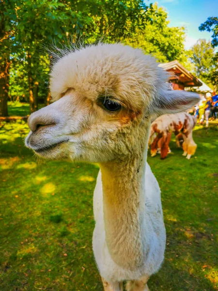 An alpaca with a funny haircut, a relative of the llama poses to camera — Stock Photo, Image