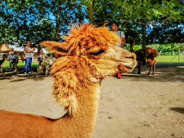 An alpaca with a funny haircut, a relative of the llama poses to camera — Stock Photo, Image