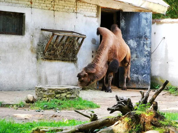 Camel eating grass in his enclosures — Stock Photo, Image