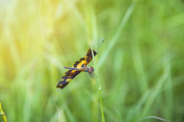 Bir-sarı-yusufçuk-çimlerin üstünde-kalıyor-mavi-arka planda-ve yumuşak-odaklı