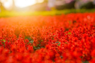 Çiçek açan Red Salvia görkemli tarlaları güneşli bir yaz gününde, yakın plan.