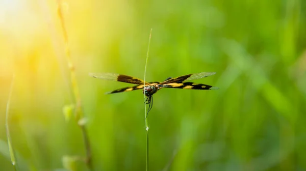 Yellow Dragonfly Staying Top Grass Blued Background Soft Focus — стоковое фото