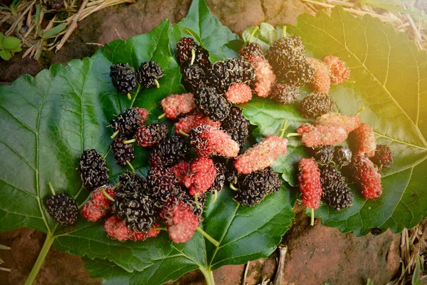 Morera Fresca Negra Roja Puesta Hoja — Foto de Stock