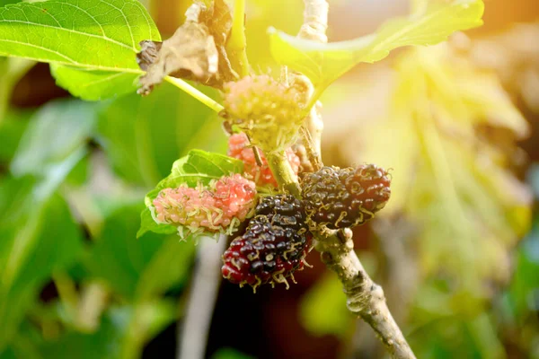 Ağaçta dut ve güneş ışığı.