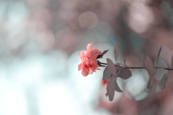 Einzelne Rosa Rose Blume Auf Grünem Unscharfen Bokeh Hintergrund Weicher — Stockfoto