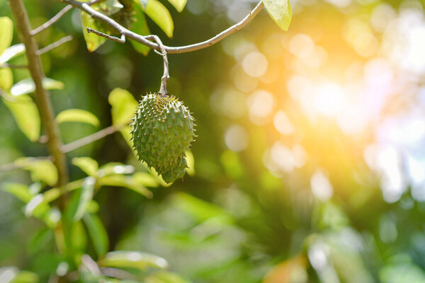 Икорный плод на дереве, выборочный фокус, с солнечным светом.