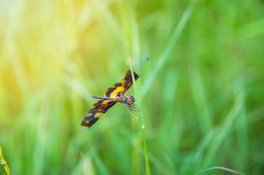 Bir-sarı-yusufçuk-çimlerin üstünde-kalıyor-mavi-arka planda-ve yumuşak-odaklı