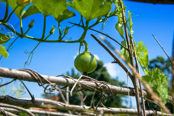 Green pumpkin hanging on the plant. pumpkin or  cultivation in a garden, with sun light-D