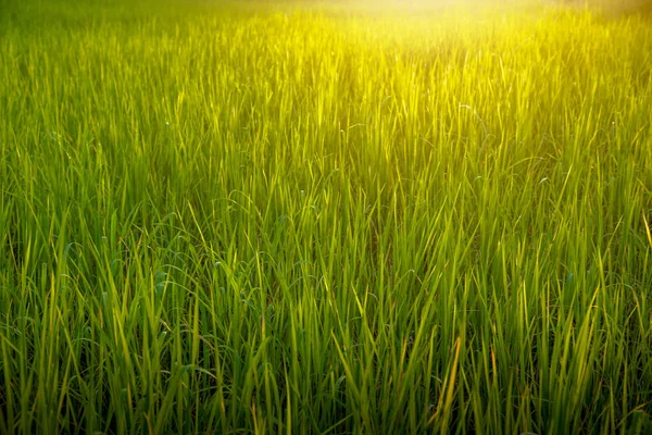 Jasmine Rice Field Beautiful Sunset Soft Focus — Stock Photo, Image