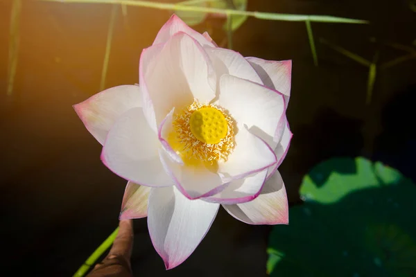 Lotus flower pollen in top view