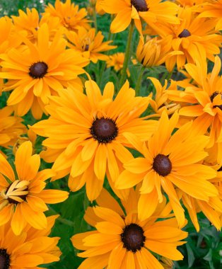 Parlak sarı papatya çiçekleri, ayrıca siyah gözlü susanlar olarak da bilinir. 