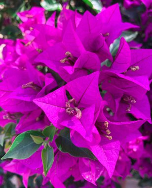 Bougainvillea ve Bougainvillea glabra olarak da bilinen, çiçek açan mor kartonpiyerin yakın görüntüsü