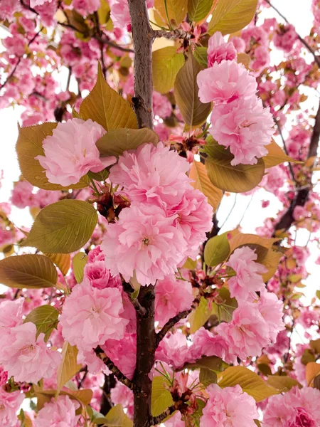 Ανθισμένα Ροζ Λουλούδια Της Ανοιξιάτικης Ιαπωνικής Κερασιάς Επίσης Γνωστά Prunus — Φωτογραφία Αρχείου