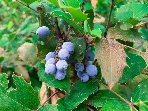 Close Blue Berries Oregon Grape Evergreen Bush Also Known Berberis — Stock Photo, Image