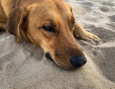 Yalnız köpek yaz günü kumsalda tek başına yatıyor. 
