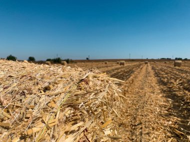 Saman balyasının seçici odak noktası bulanık arkaplan alanı ve sonbaharda saman ruloları