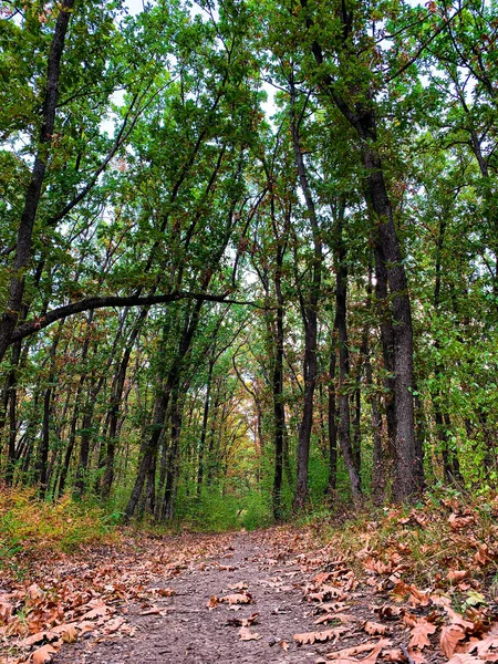 秋には森の中を抜ける低い角度の森の道を眺める — ストック写真