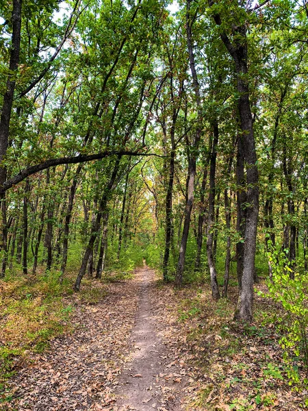 Hiking Trail Leading Forest Early Autumn — Stock Photo, Image