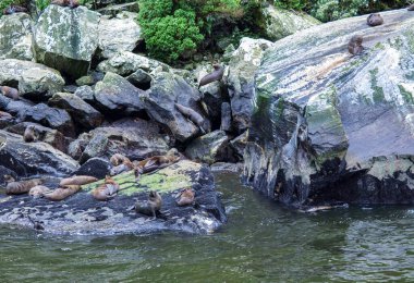 Milford Sound 'daki kürk fokları (Arctocephalus forster) kolonisi
