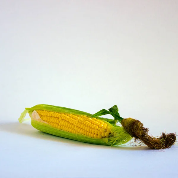 Unpeeled Ear Corn White Background — Stock Photo, Image