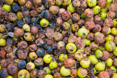 Çürük armutların arka planı.