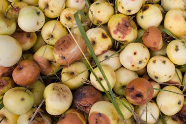 Gübre. Organik atık: Çürük sarı elma.