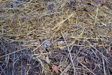 Kurumuş çürük samanların arka planı.