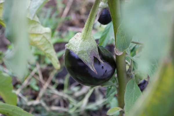 Reife Auberginen Wachsen Auf Einem Zweig Garten Konzept Des Ökologischen — Stockfoto