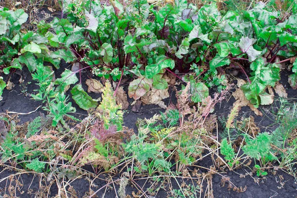 Tapas Maduras Remolachas Zanahorias Que Crecen Jardín Concepto Agricultura Ecológica — Foto de Stock