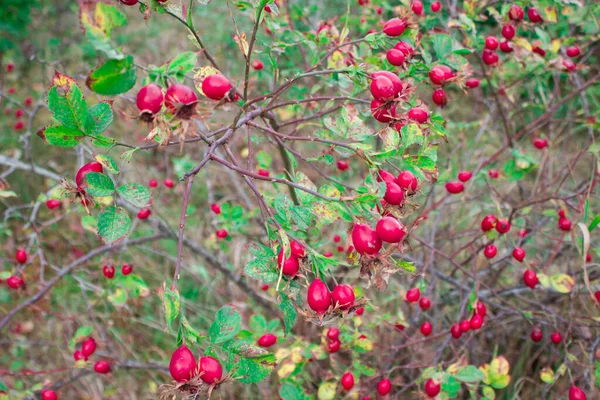 Спелые Красные Шипы Висят Ветвях Здоровое Питание Витамин — стоковое фото