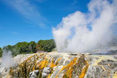 Yeni Zelanda 'nın kuzeyindeki Whakarewarewa Termal Vadisi, Rotorua' daki Pohutu Gayzer. Pohutu büyük sıçrama ya da patlama demektir..