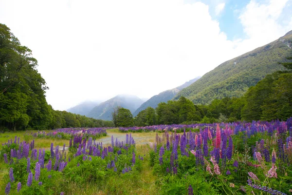 Florescendo Tremoços Vale Contra Fundo Das Montanhas Fiordland National Park — Fotografia de Stock