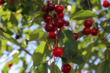Sıcak, güneşli bir günde bir dalda olgun kirazlar.