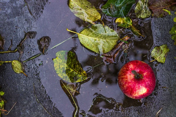 Sonbahar düşmüş kırmızı elma