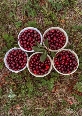 Beş kova olgun kiraz.