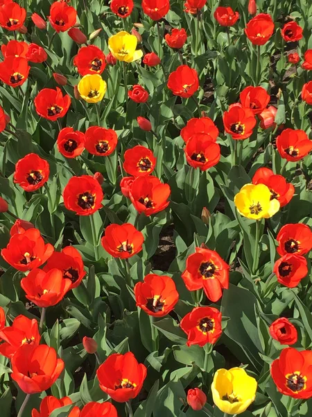İlkbahar lalelerin çiçek tarhı