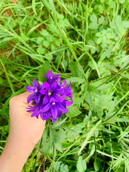 Les Fleurs Fleurissent Avec Main — Photo